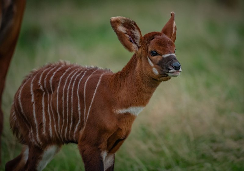 Bongo antilope