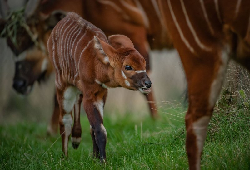 Bongo antilope