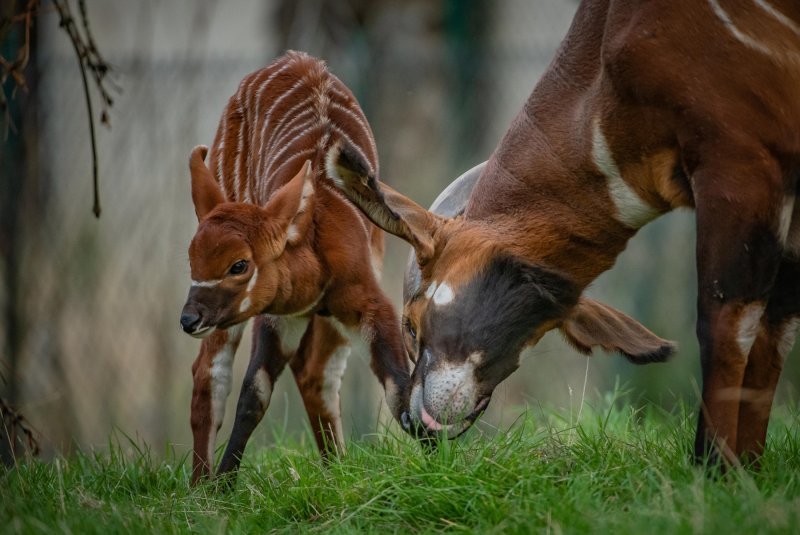 Bongo antilope