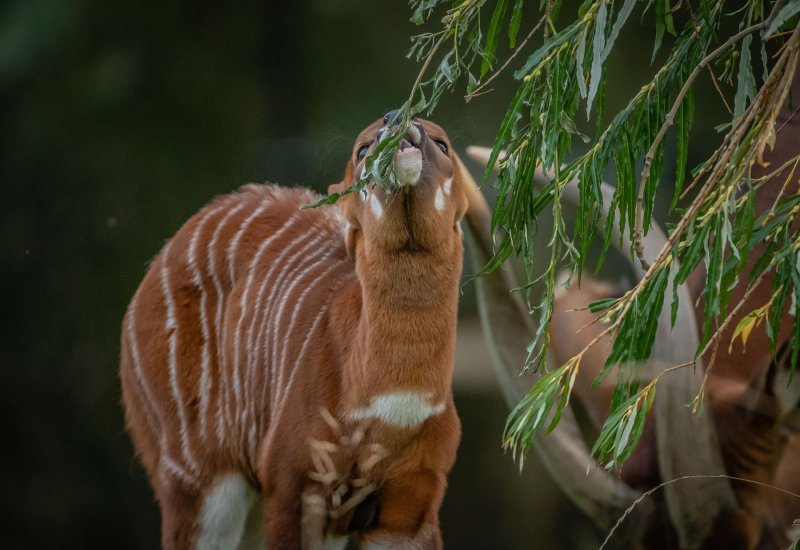 Bongo antilope