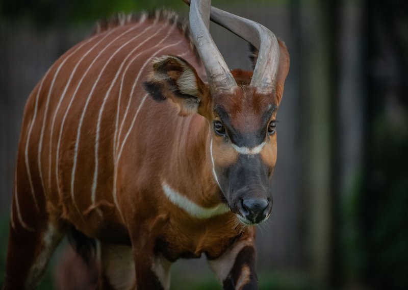 Bongo antilope