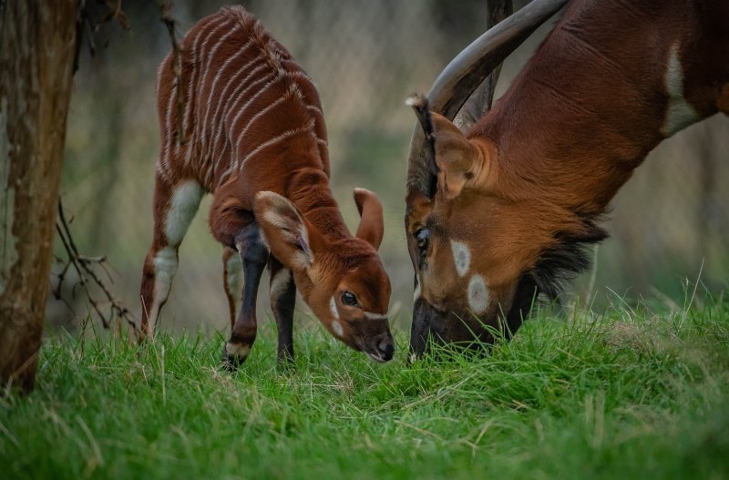 Bongo antilope