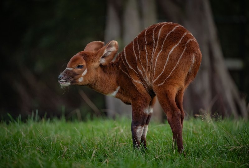 Bongo antilope