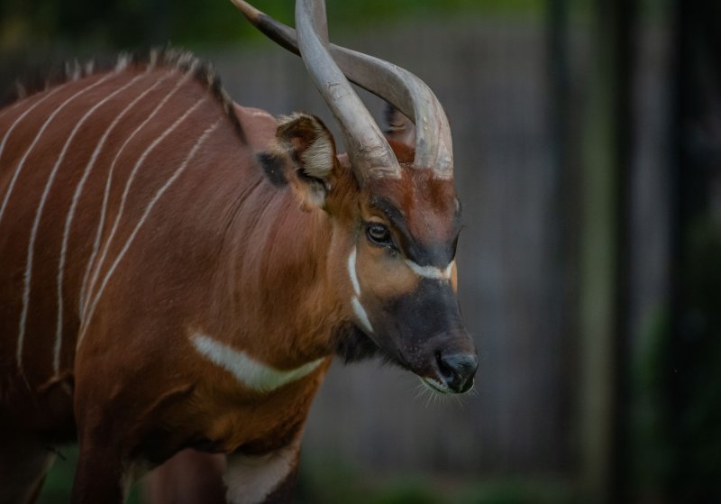 Bongo antilope