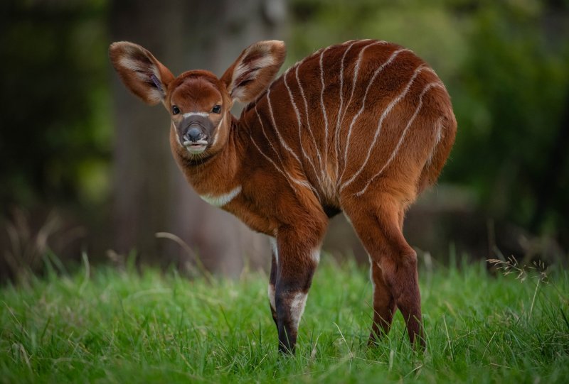 Bongo antilope