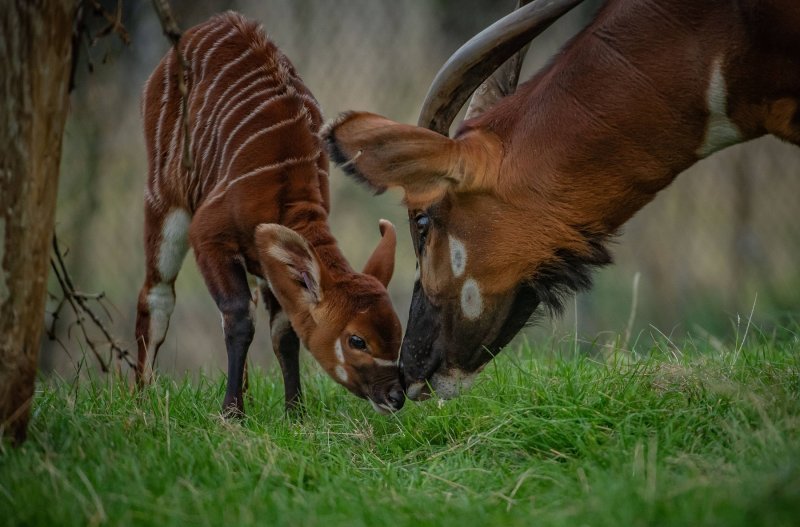 Bongo antilope