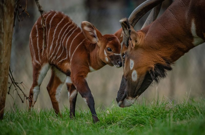 Bongo antilope