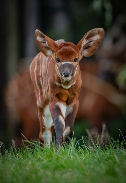 Bongo antilope