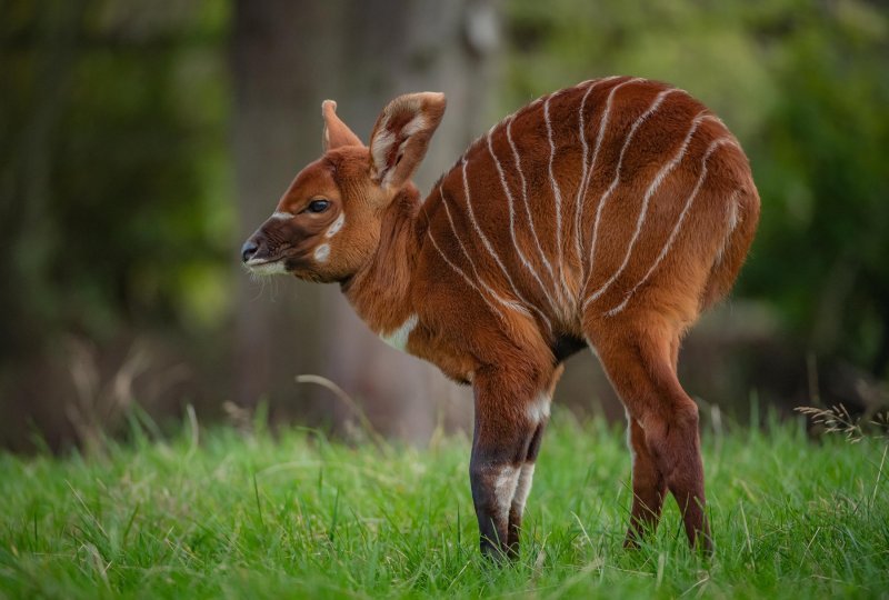 Bongo antilope