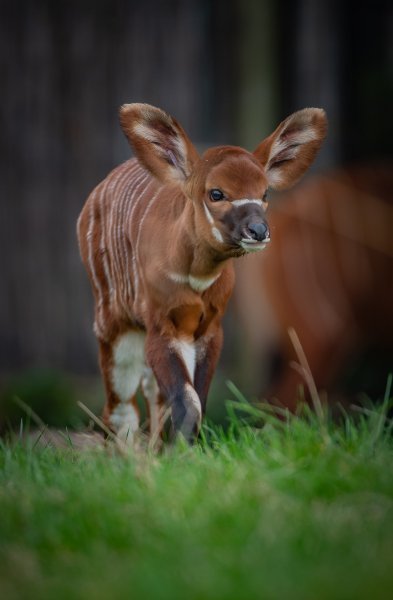 Bongo antilope