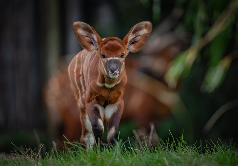 Bongo antilope