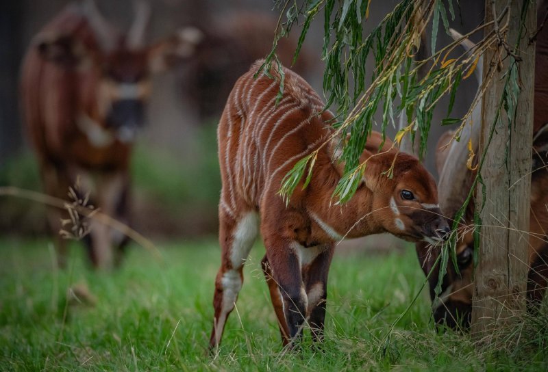 Bongo antilope