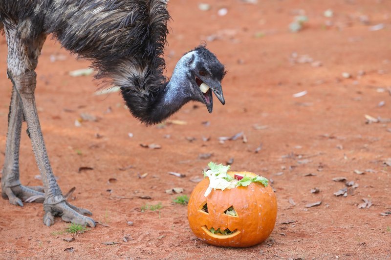 Emu