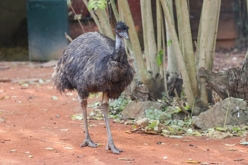 Emu