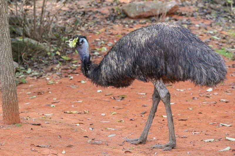 Emu