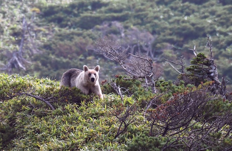 Smeđi medvjedi na otoku Kunashir