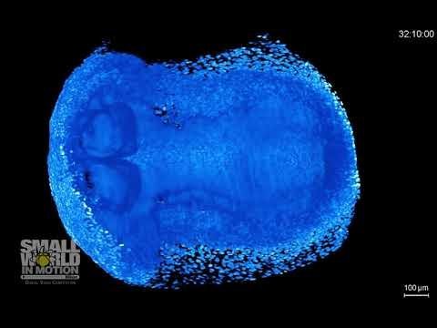 2019 Nikon Small World in Motion - Peto mjesto (mišji embrij)