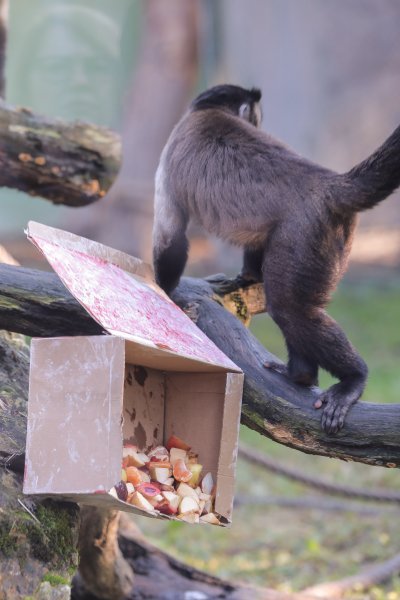 Pokloni za životinje u zoo vrtu u Zagrebu