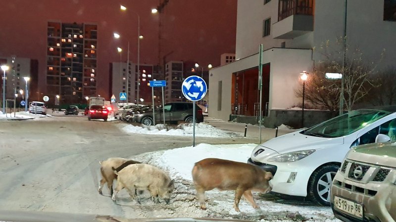 Tri svinje u Rusiji