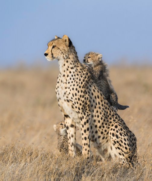 Obitelj geparda u Serengetiju