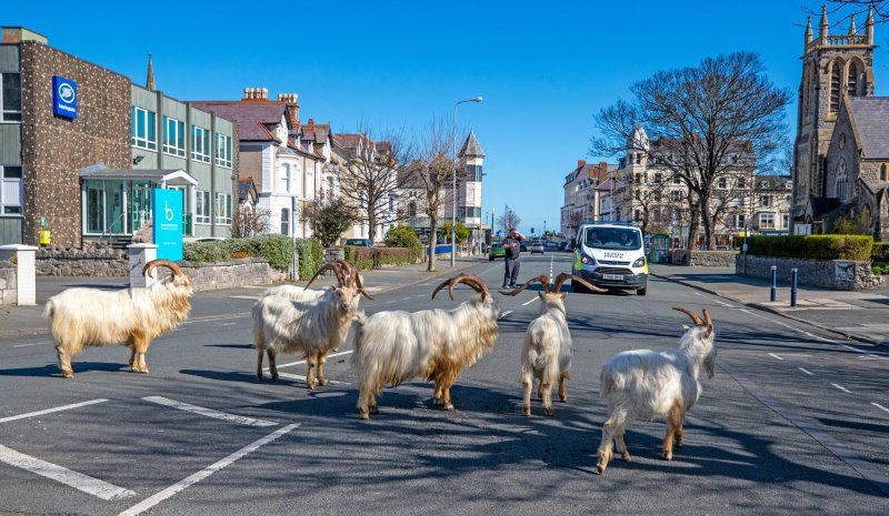 Životinje šeću po gradovima