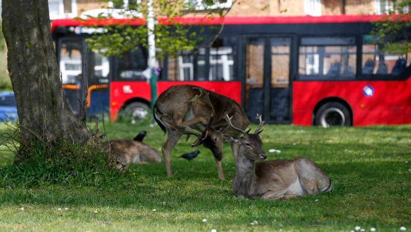 Životinje šeću po gradovima