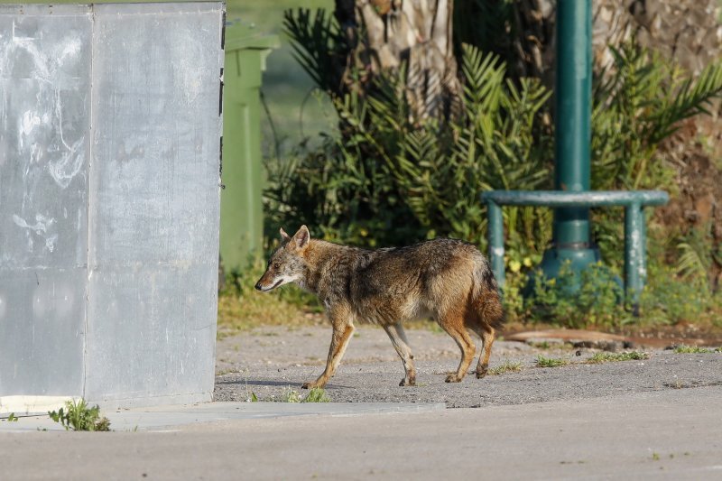 Životinje šeću po gradovima