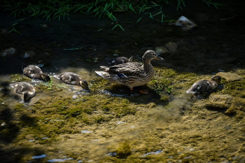 Grad Samobor ponovno postaje omiljena vikend destinacija