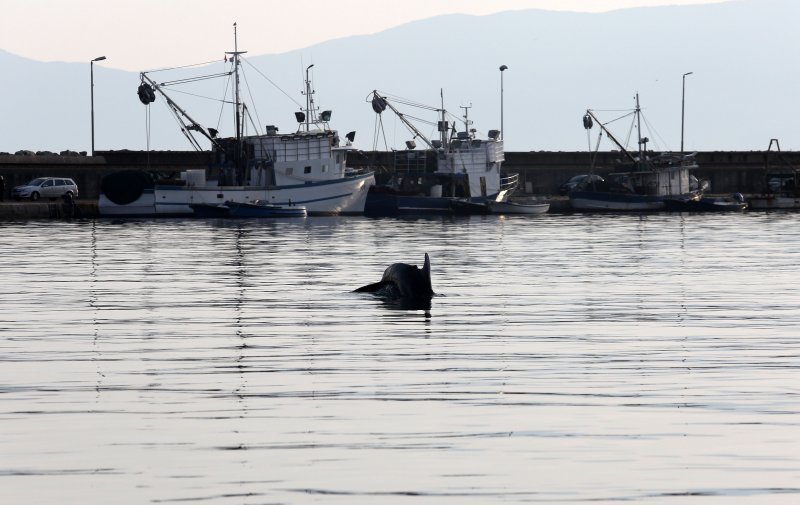 Rijeka: Dupin u luci proveo čitavo subotnje poslijepodne