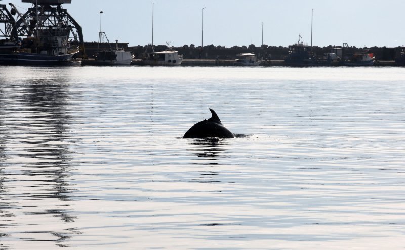 Rijeka: Dupin u luci proveo čitavo subotnje poslijepodne