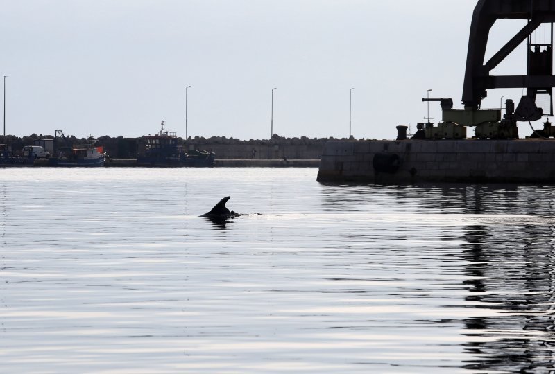 Rijeka: Dupin u luci proveo čitavo subotnje poslijepodne