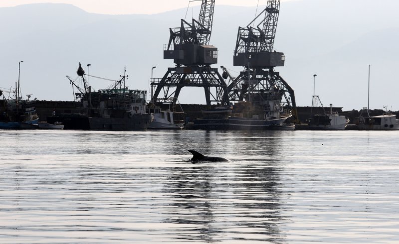 Rijeka: Dupin u luci proveo čitavo subotnje poslijepodne