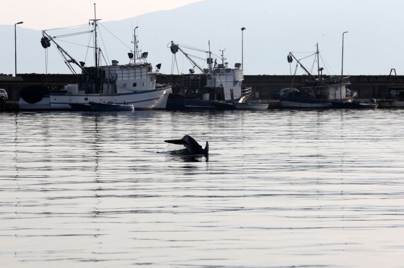 Rijeka: Dupin u luci proveo čitavo subotnje poslijepodne