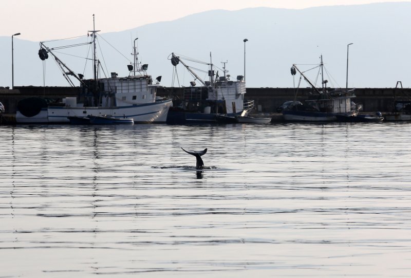 Rijeka: Dupin u luci proveo čitavo subotnje poslijepodne