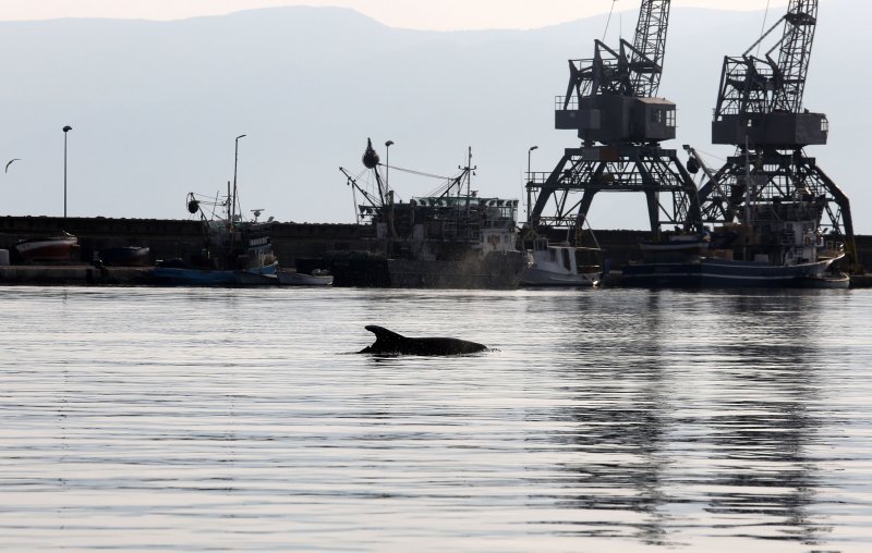 Rijeka: Dupin u luci proveo čitavo subotnje poslijepodne