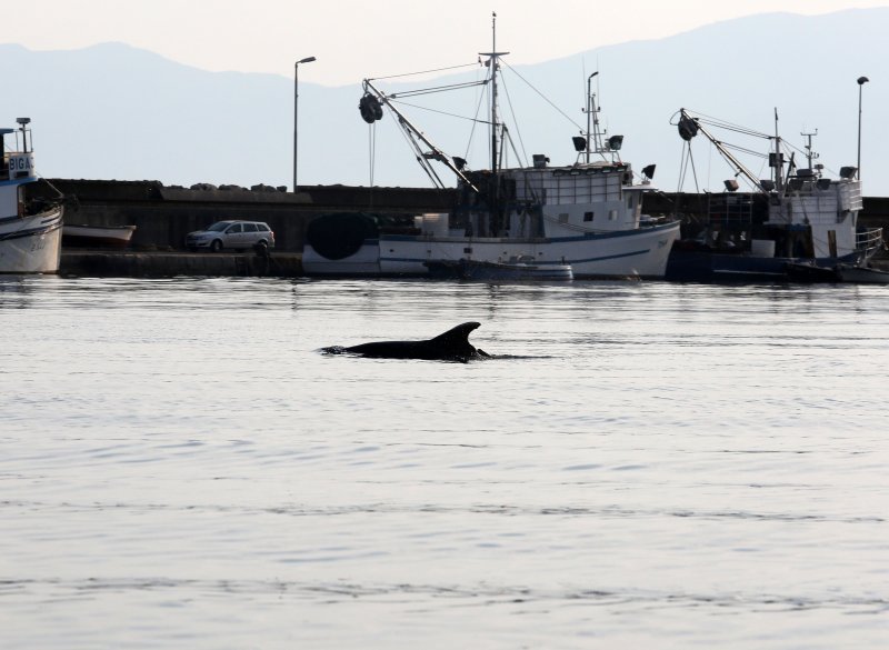 Rijeka: Dupin u luci proveo čitavo subotnje poslijepodne