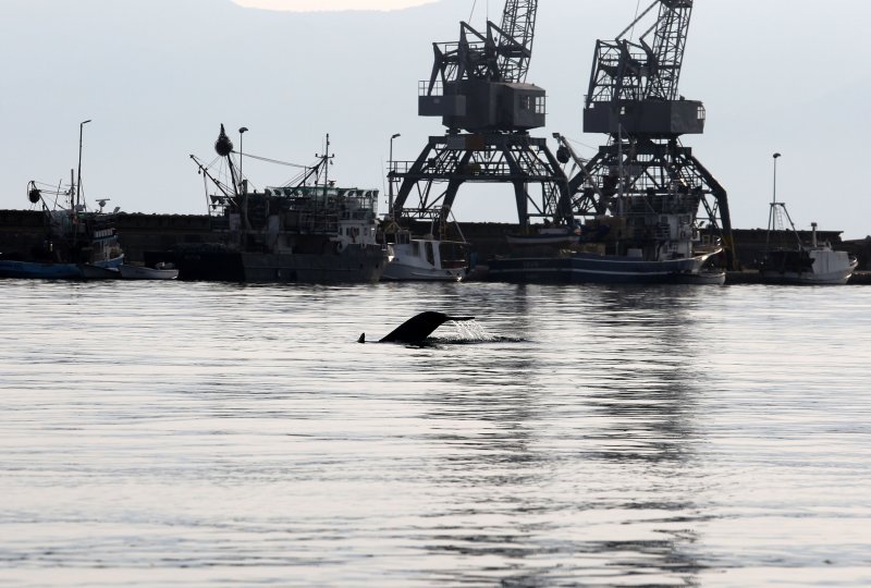 Rijeka: Dupin u luci proveo čitavo subotnje poslijepodne