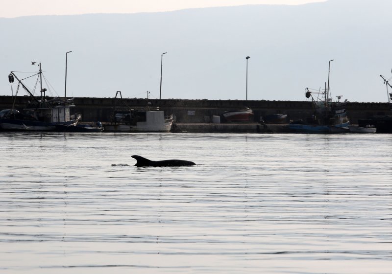 Rijeka: Dupin u luci proveo čitavo subotnje poslijepodne