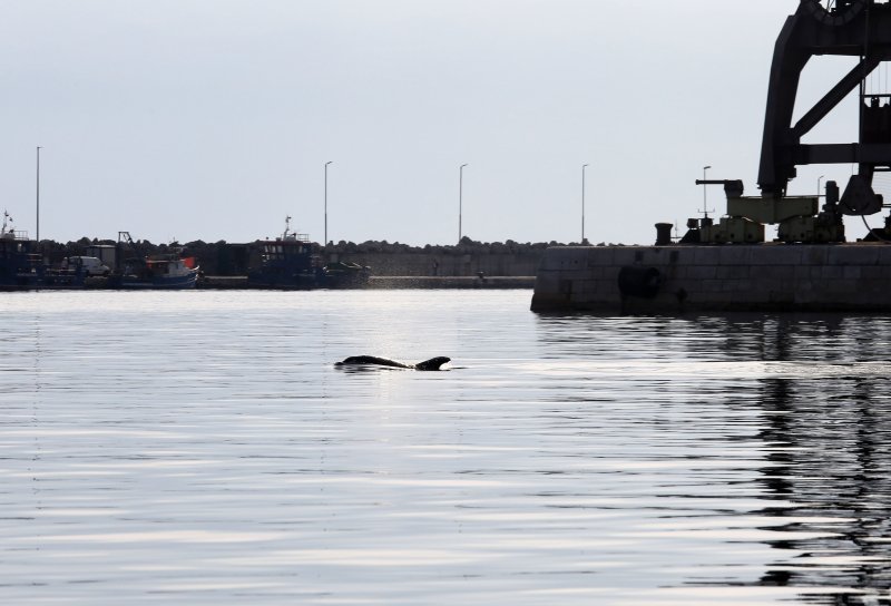 Rijeka: Dupin u luci proveo čitavo subotnje poslijepodne