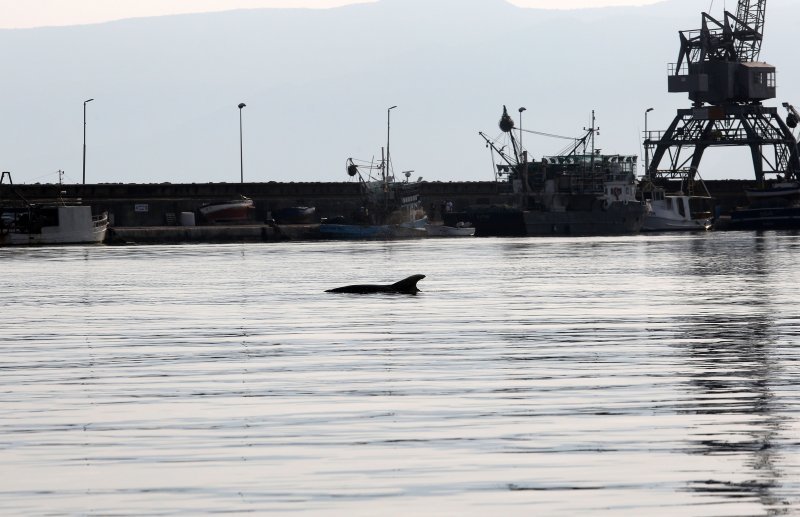 Rijeka: Dupin u luci proveo čitavo subotnje poslijepodne