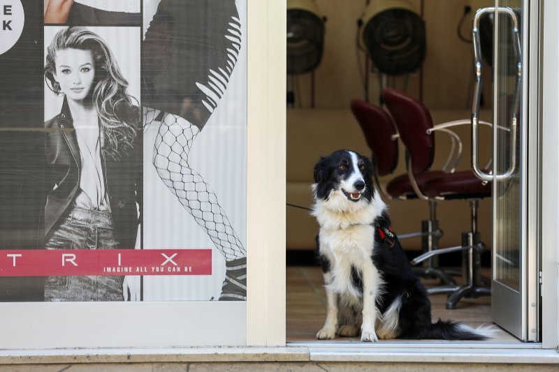 Pula: Vjerni pas čeka svog vlasnika dok je on na šišanju u salonu