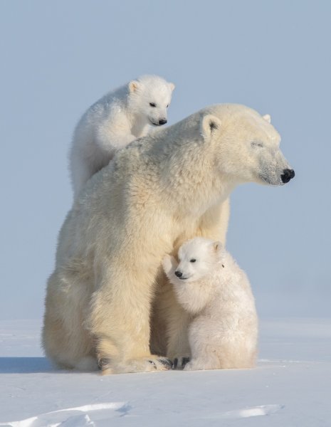 Polarni medvjedi