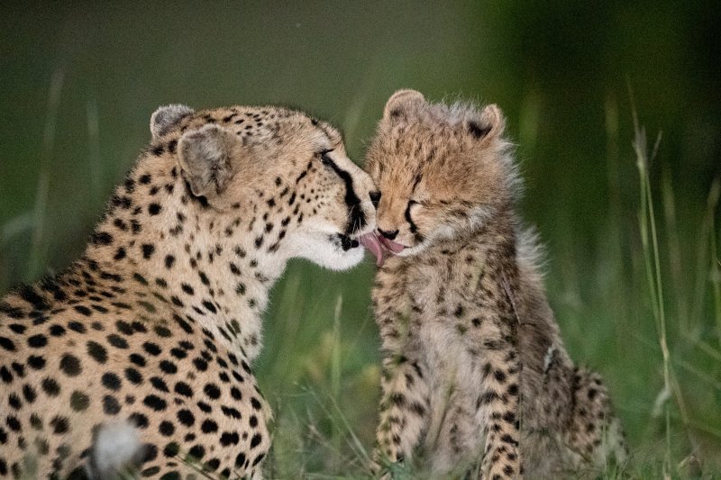 Obitelj geparda u Keniji