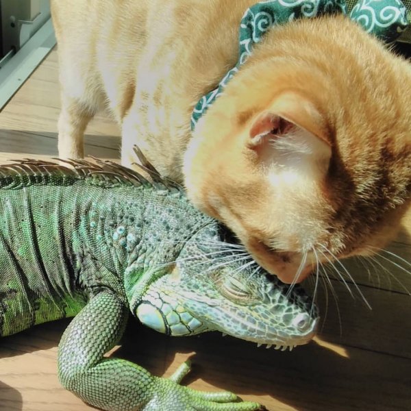 Mačka i iguana