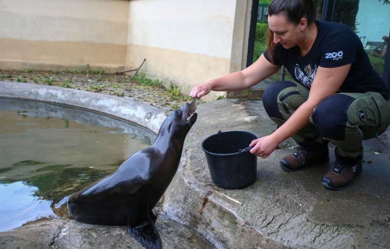 U Zoološkom vrtu Grada Zagreba uginula mama morska lavica, a nakon nje i njezino mladunče