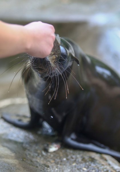 U Zoološkom vrtu Grada Zagreba uginula mama morska lavica, a nakon nje i njezino mladunče