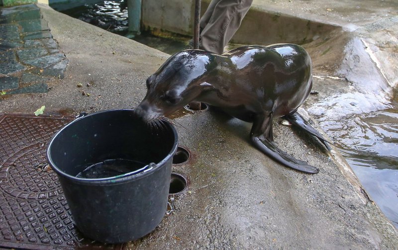 U Zoološkom vrtu Grada Zagreba uginula mama morska lavica, a nakon nje i njezino mladunče