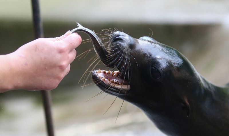 U Zoološkom vrtu Grada Zagreba uginula mama morska lavica, a nakon nje i njezino mladunče