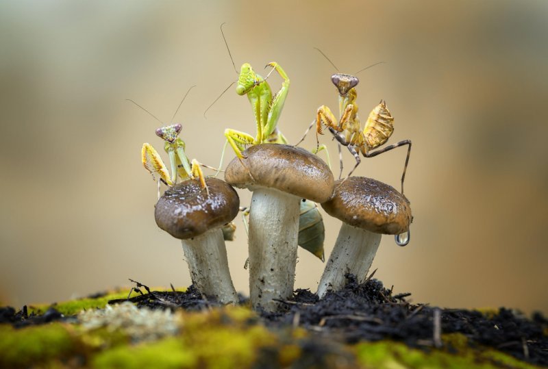 Pobjedničke amaterske fotografije