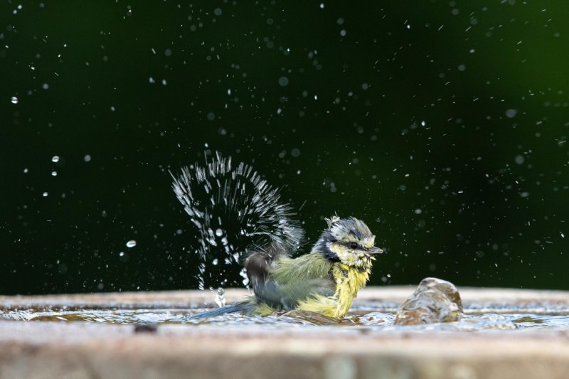 Pobjedničke amaterske fotografije